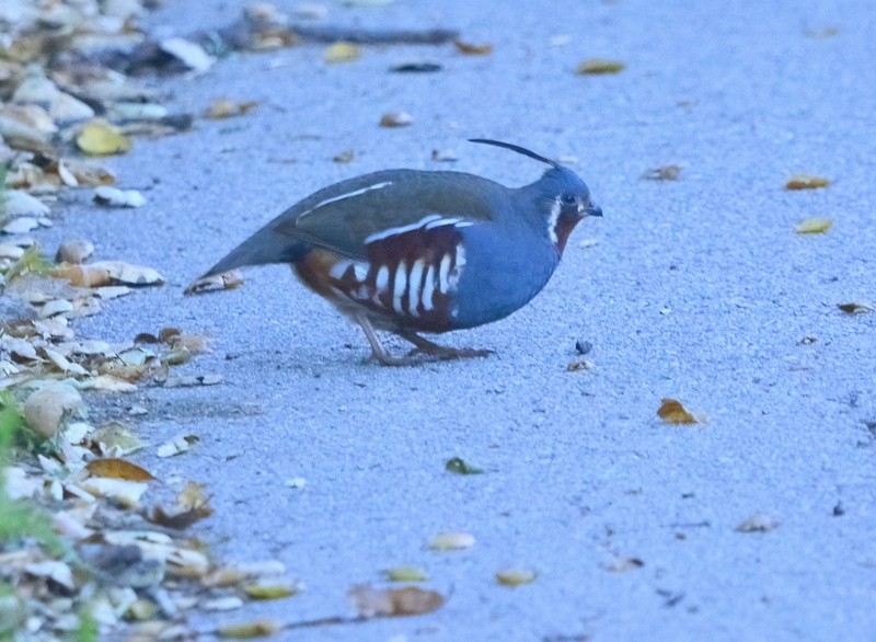 Mountain Quail - Mike Bush