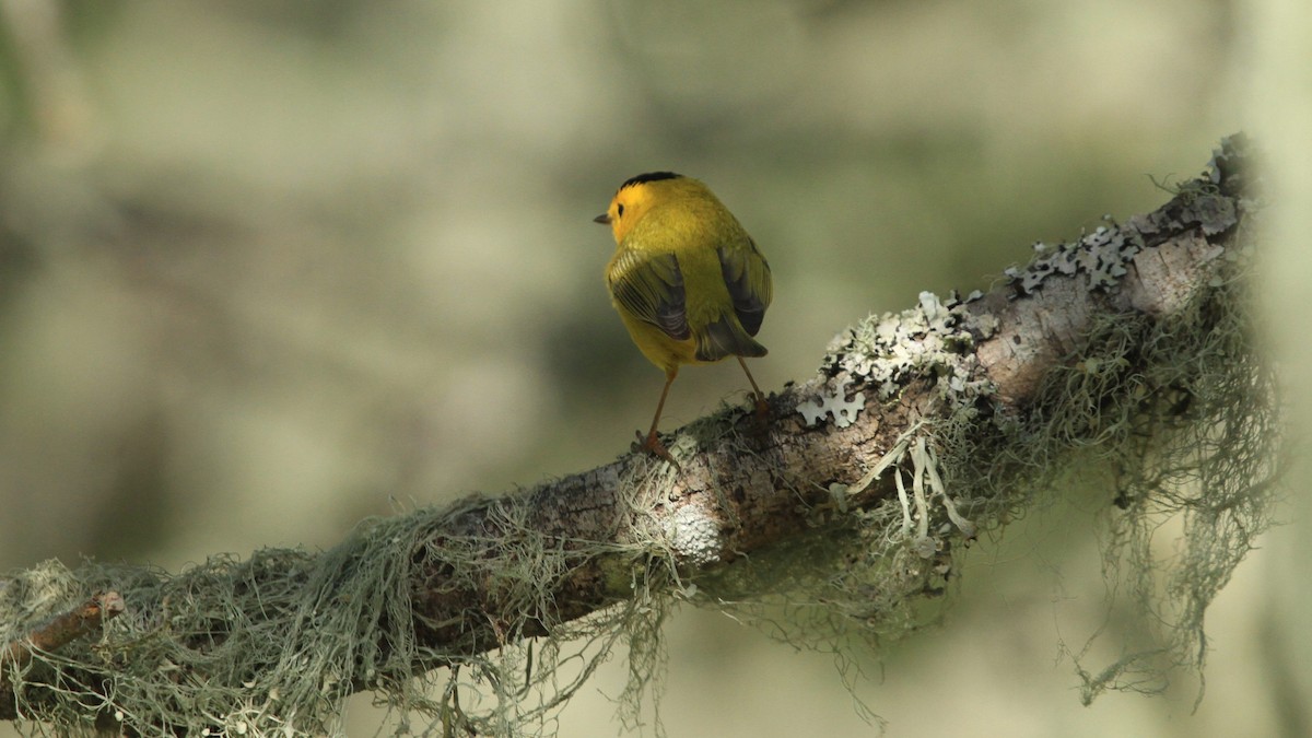 Wilson's Warbler - ML558338171