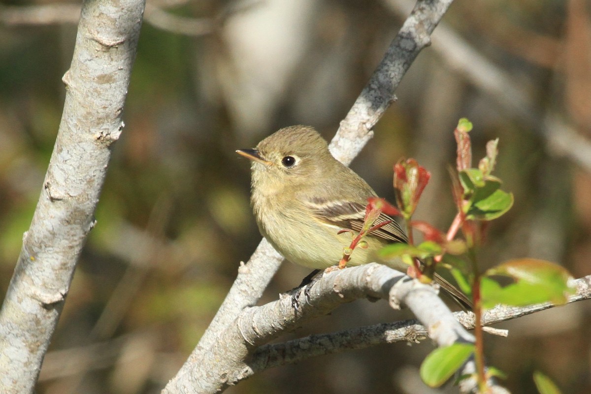Western Flycatcher (Pacific-slope) - ML558338201