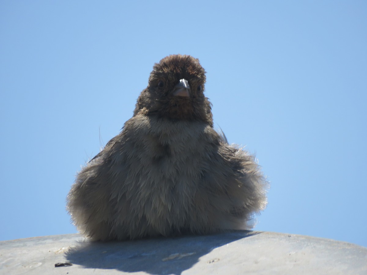 California Towhee - ML558339381