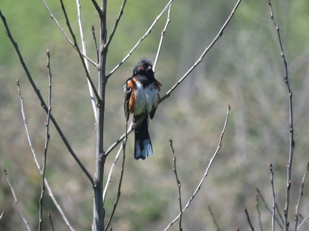 Spotted Towhee - ML558339501