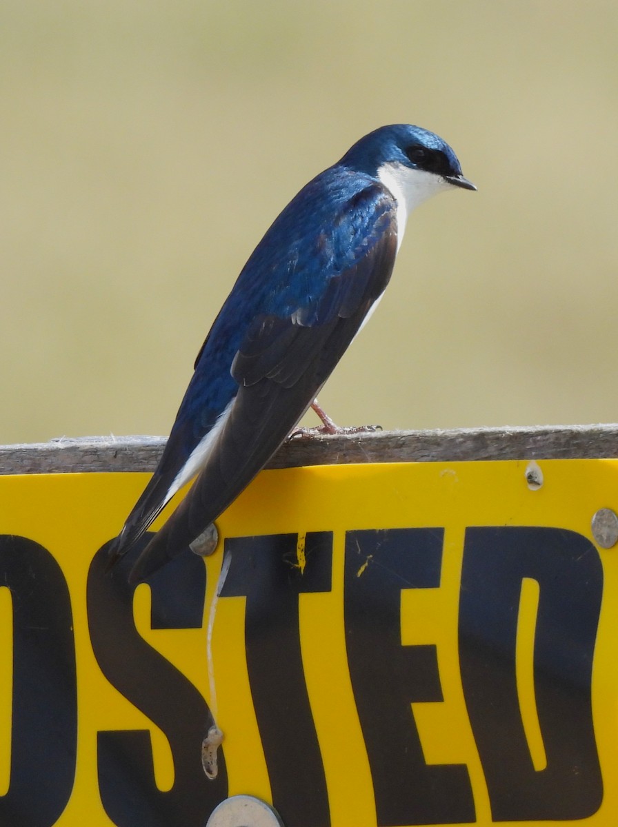 Tree Swallow - Jennifer Wilson-Pines