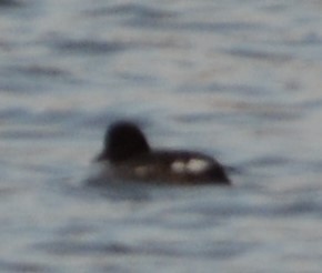 Common Goldeneye - ML558341801