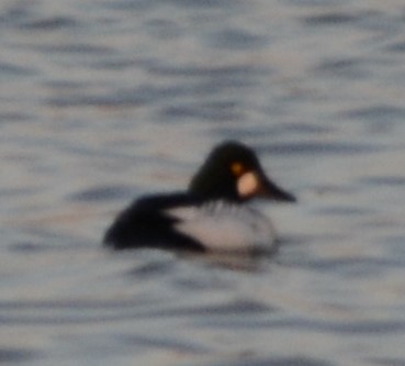 Common Goldeneye - ML558341811