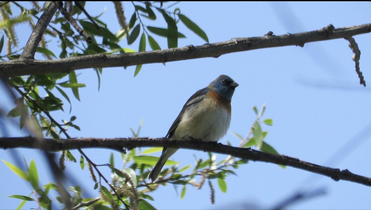 Lazuli Bunting - ML558342701