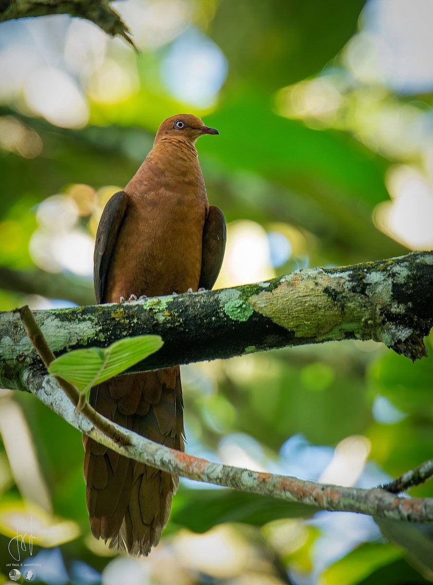 Philippine Cuckoo-Dove - ML558343811