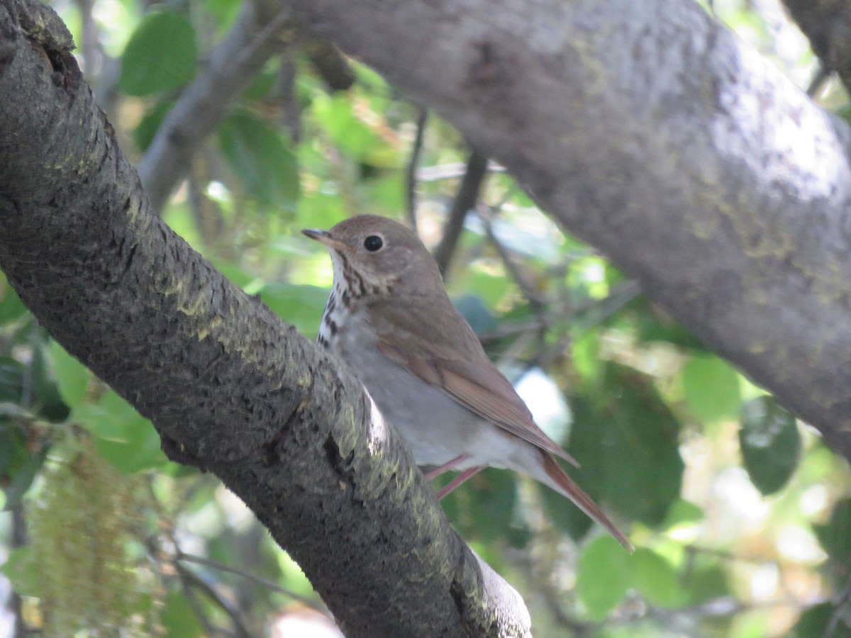 Hermit Thrush - ML558344221