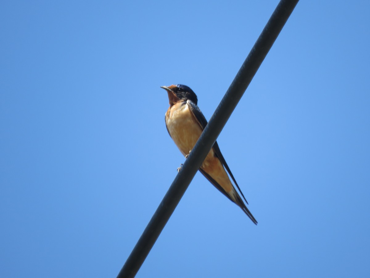 Barn Swallow - ML558344911