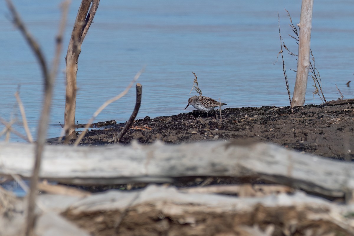 Western Sandpiper - Jeff Cooper