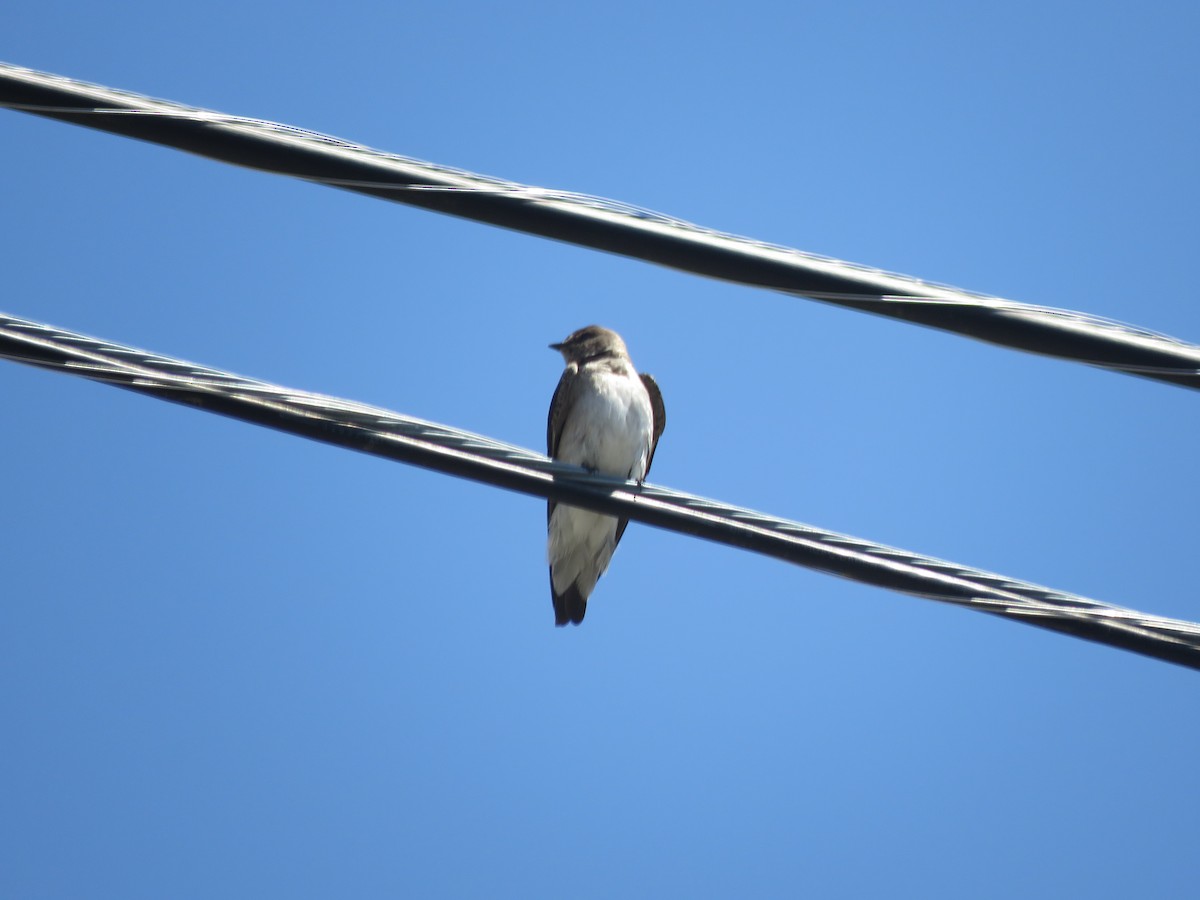 Northern Rough-winged Swallow - Mehdi Soleimanifar