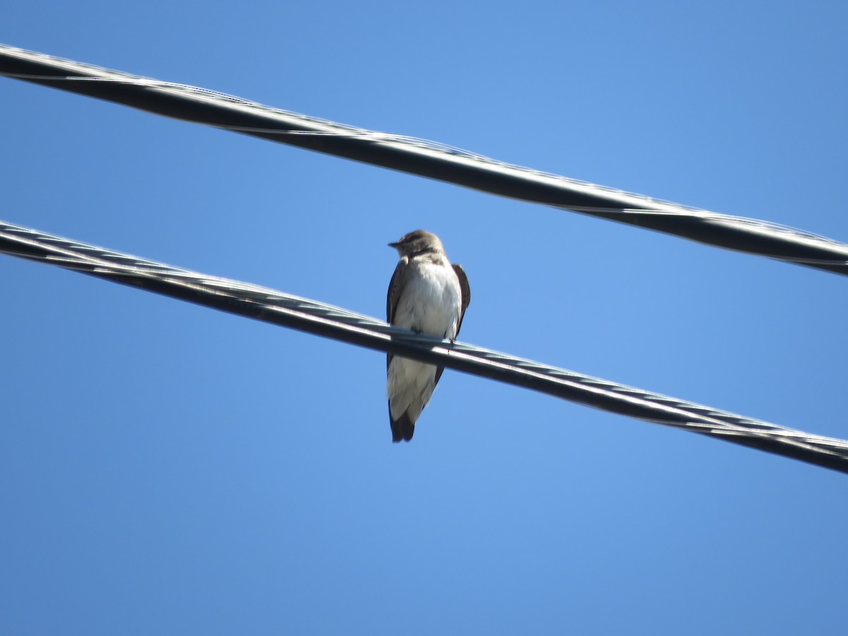 Northern Rough-winged Swallow - ML558345161
