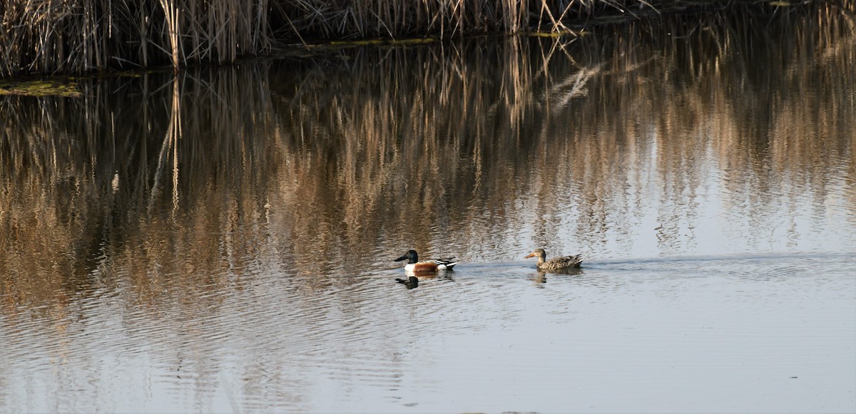 Northern Shoveler - Elke Davis