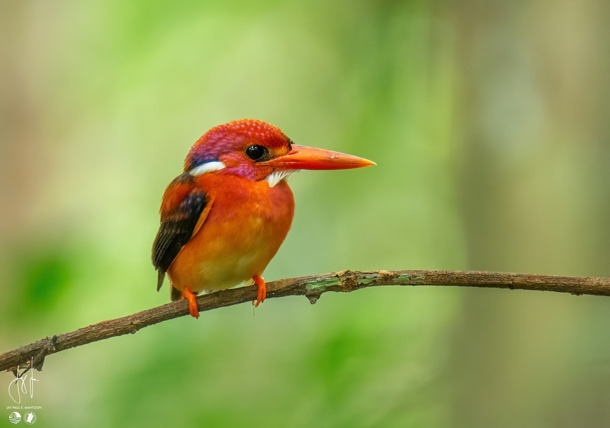 Philippine Dwarf-Kingfisher (Mindanao) - Jay Paul Mantuon