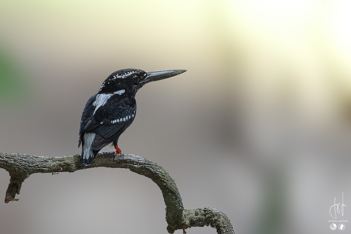 Martin-pêcheur argenté - ML558346341