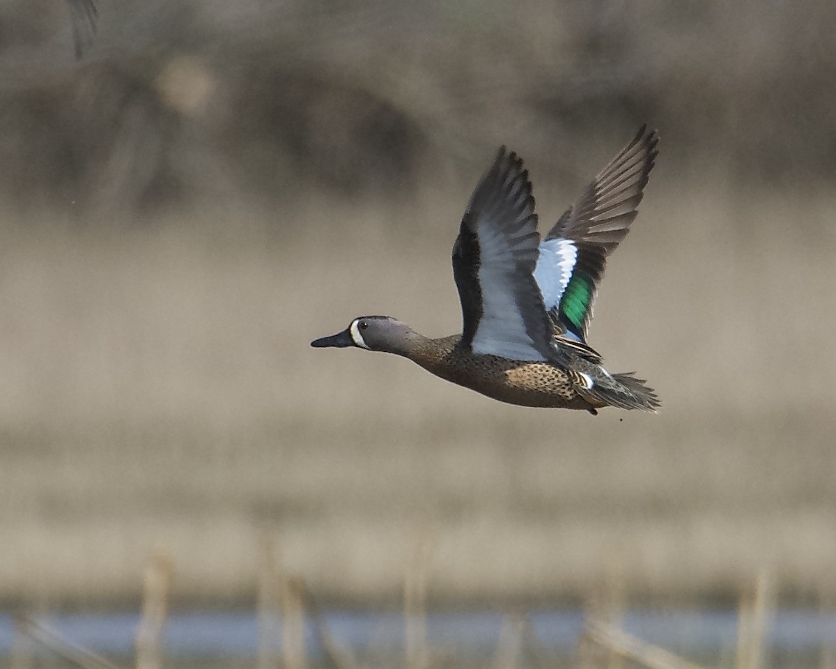 Blue-winged Teal - Larry Waddell