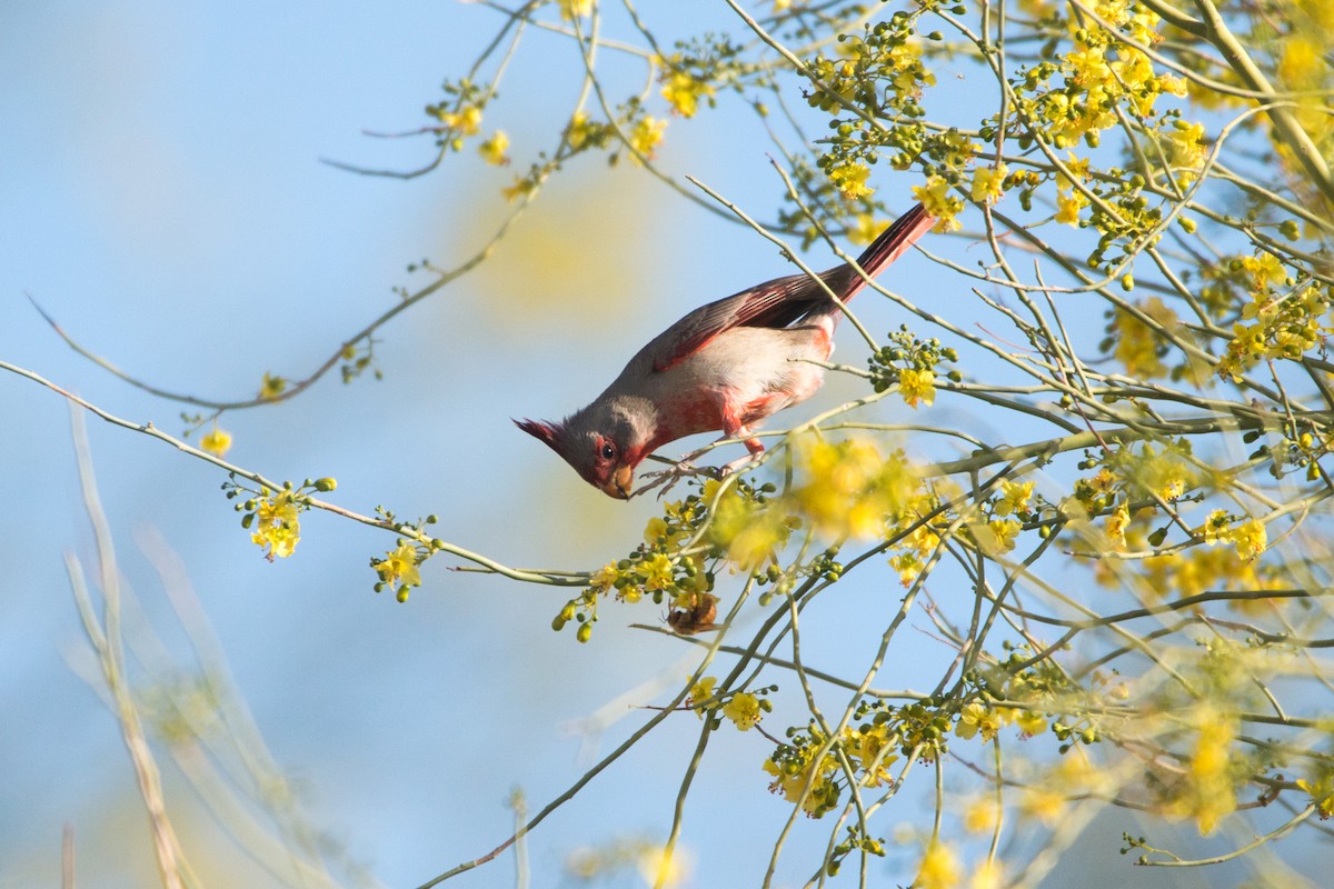 Pyrrhuloxia - ML558346921
