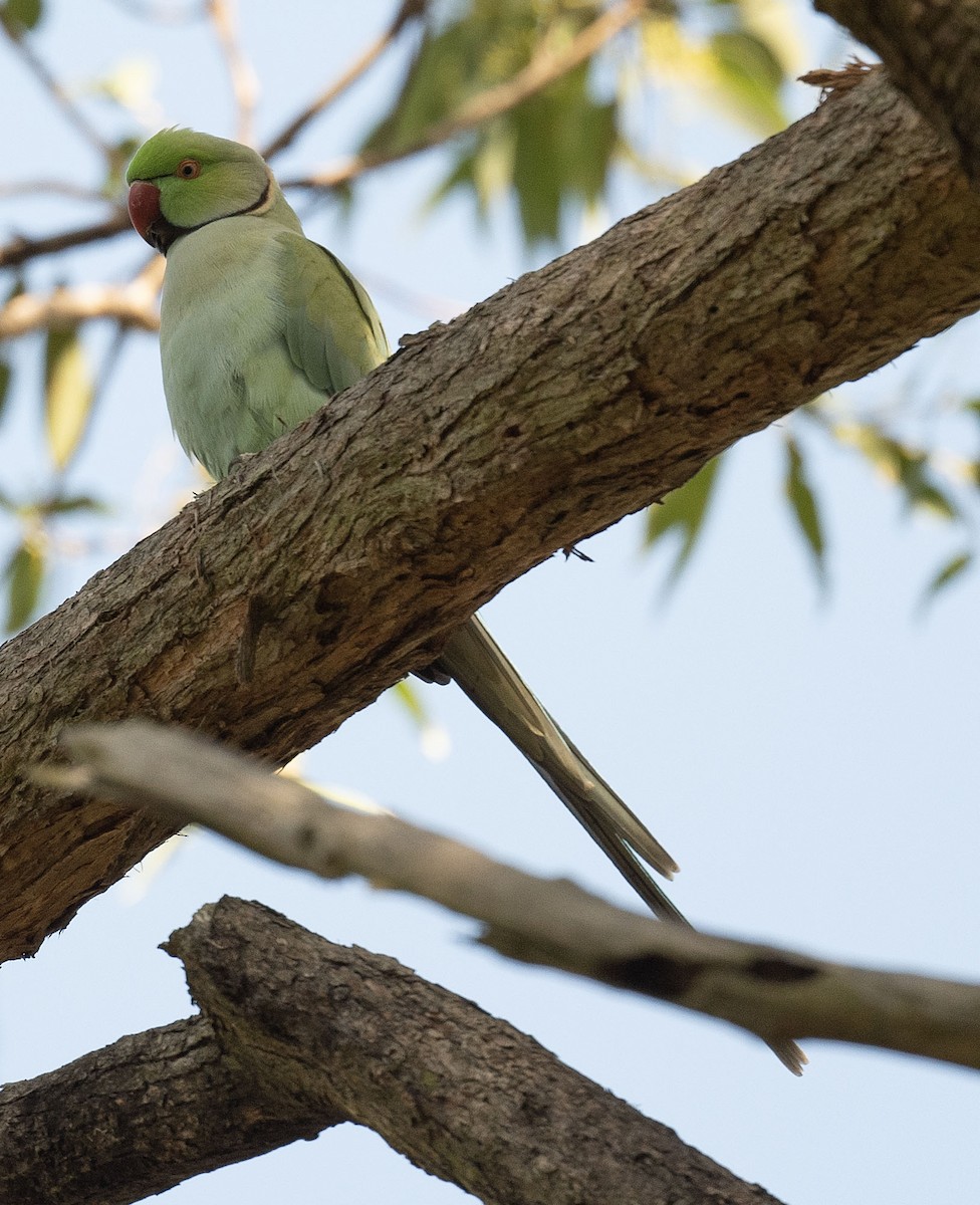 Alexandrine Parakeet - ML558347451