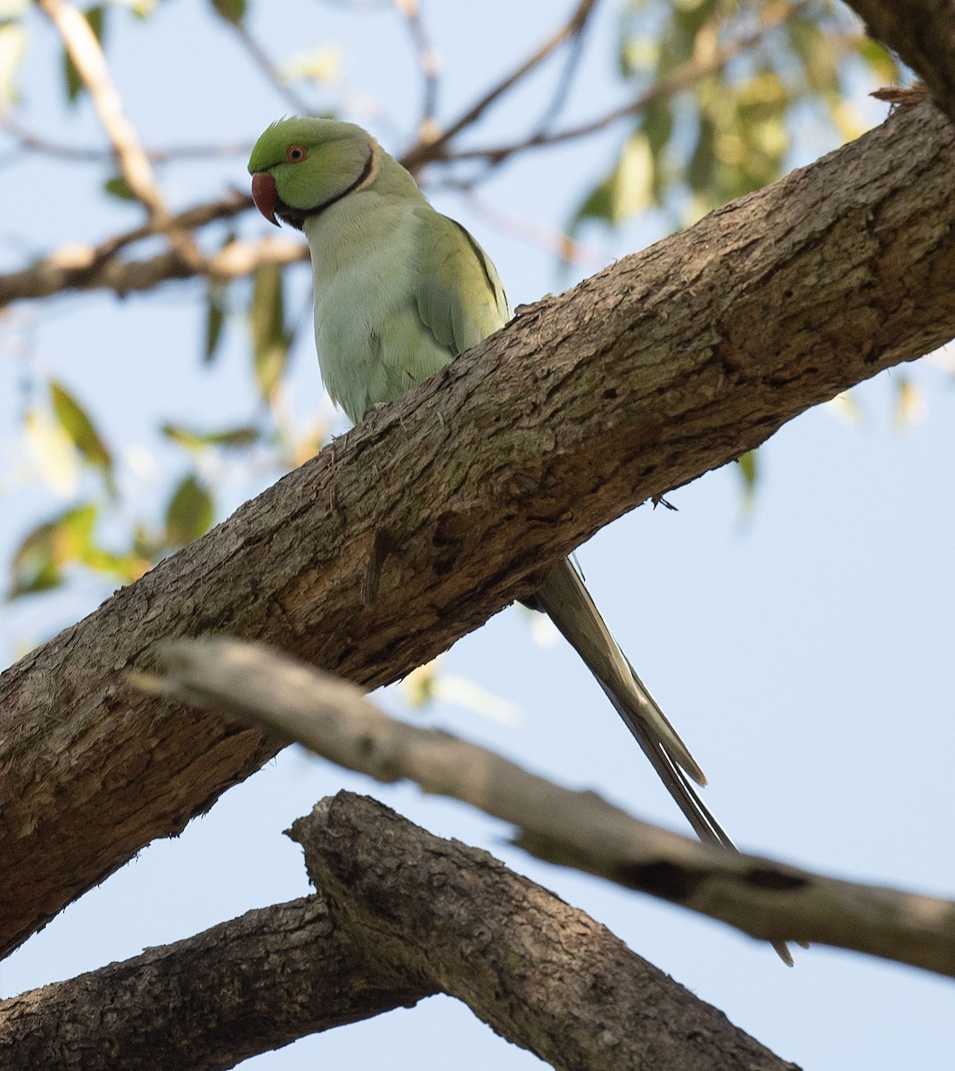 Alexandrine Parakeet - ML558347461