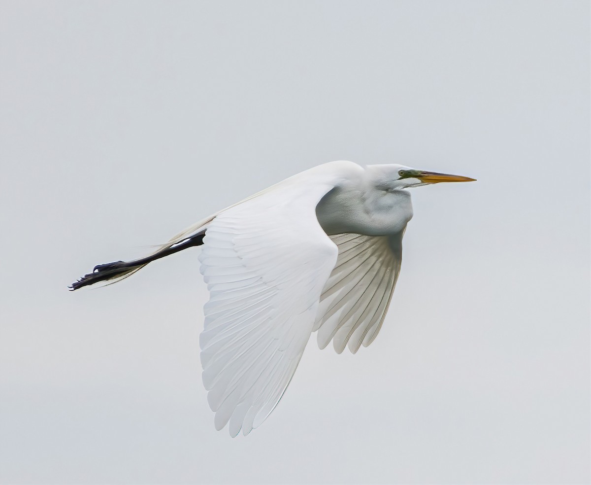 Great Egret - ML558347871