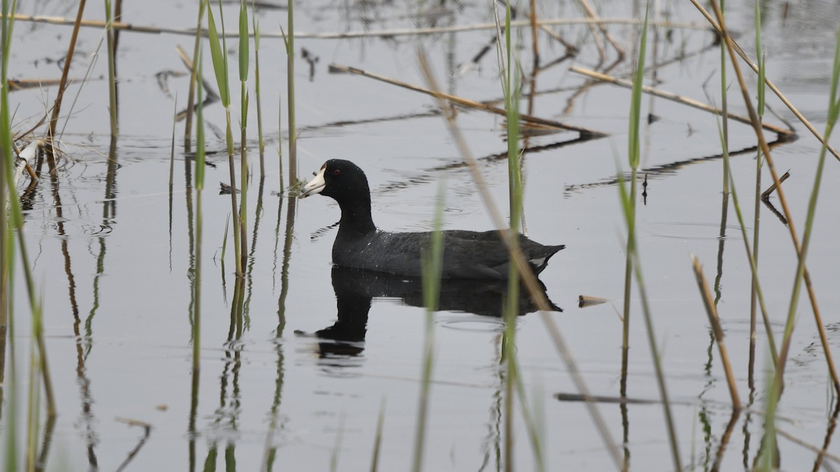 American Coot - M B