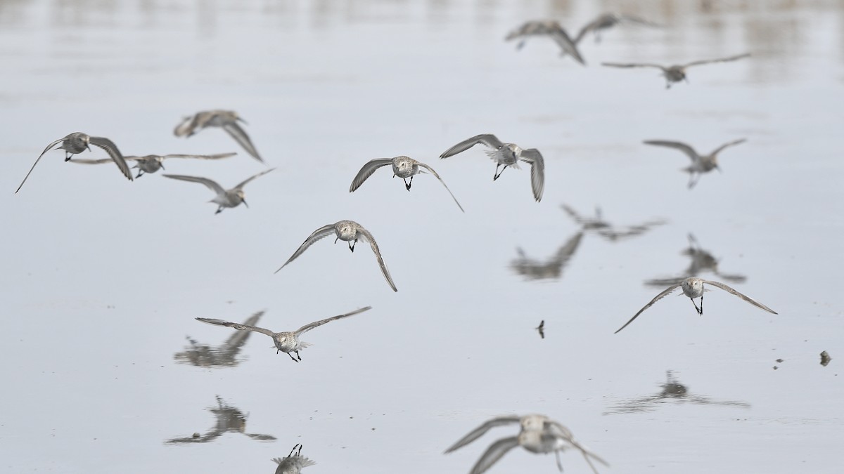 Dunlin - ML558348331