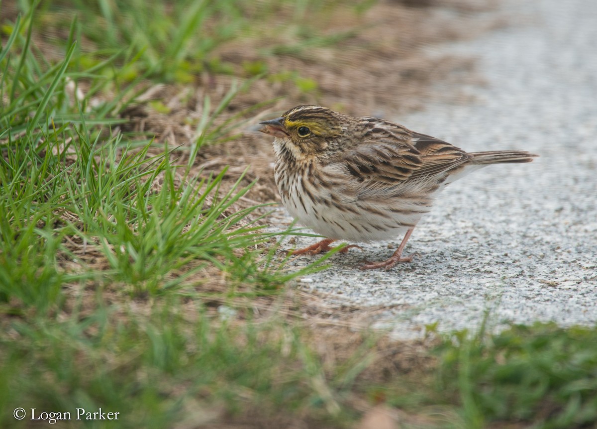 Savannah Sparrow - Logan Parker