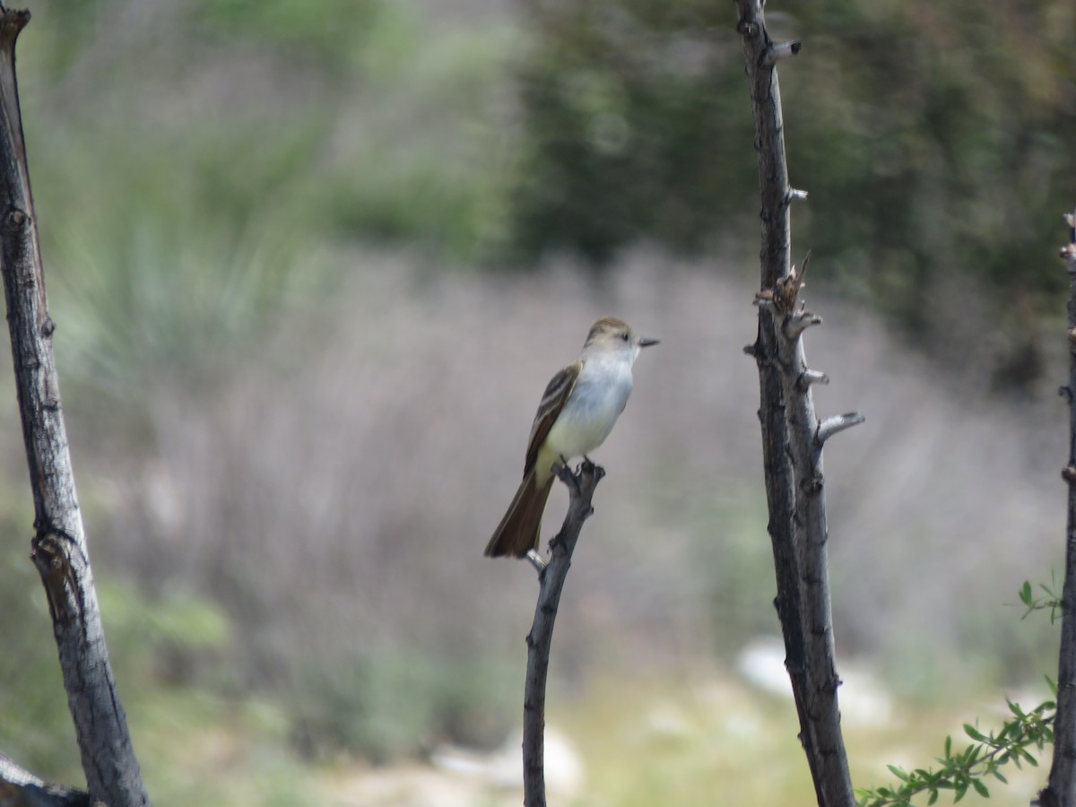 Ash-throated Flycatcher - ML558348611