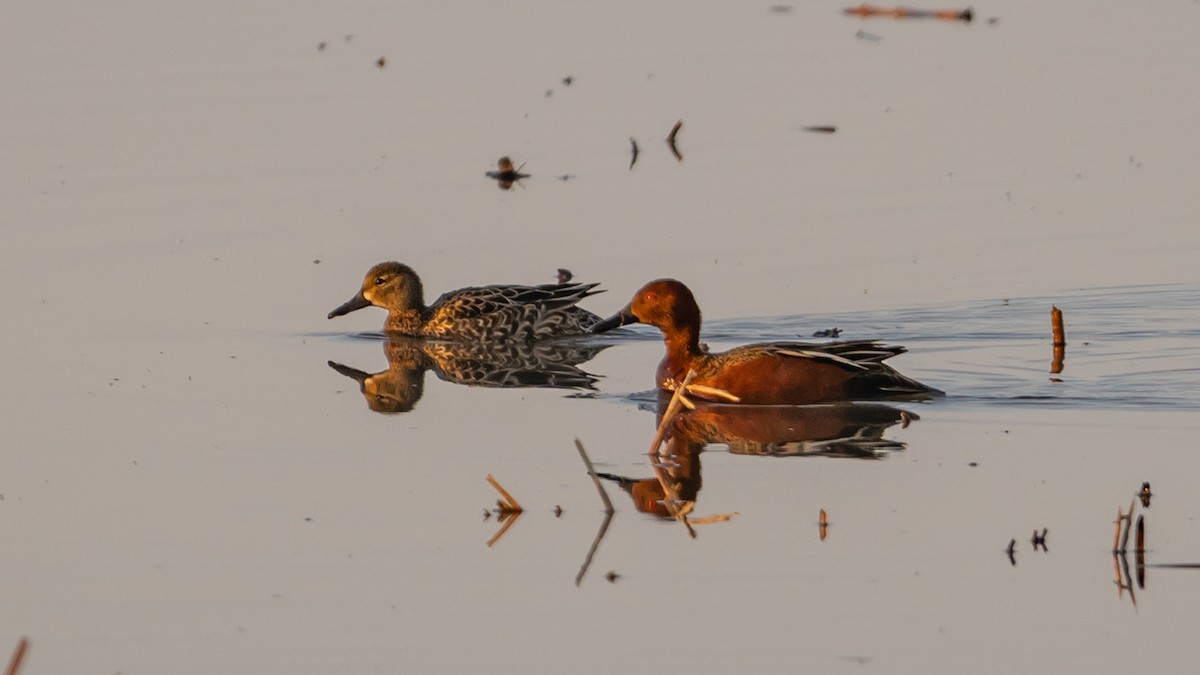 Cinnamon Teal - ML558348691