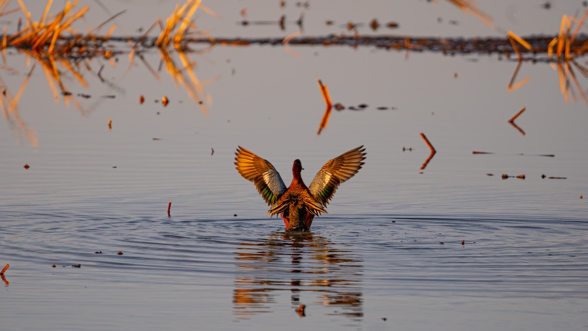 Cinnamon Teal - ML558348701