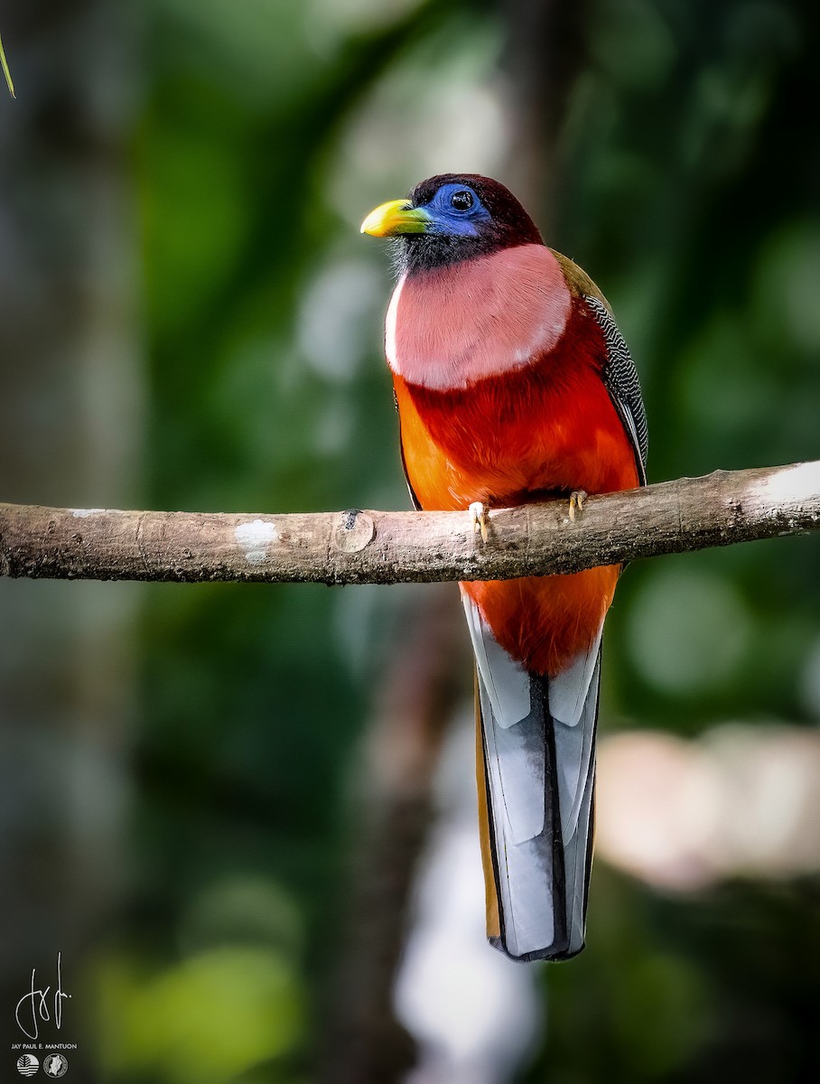 Philippine Trogon - Jay Paul Mantuon