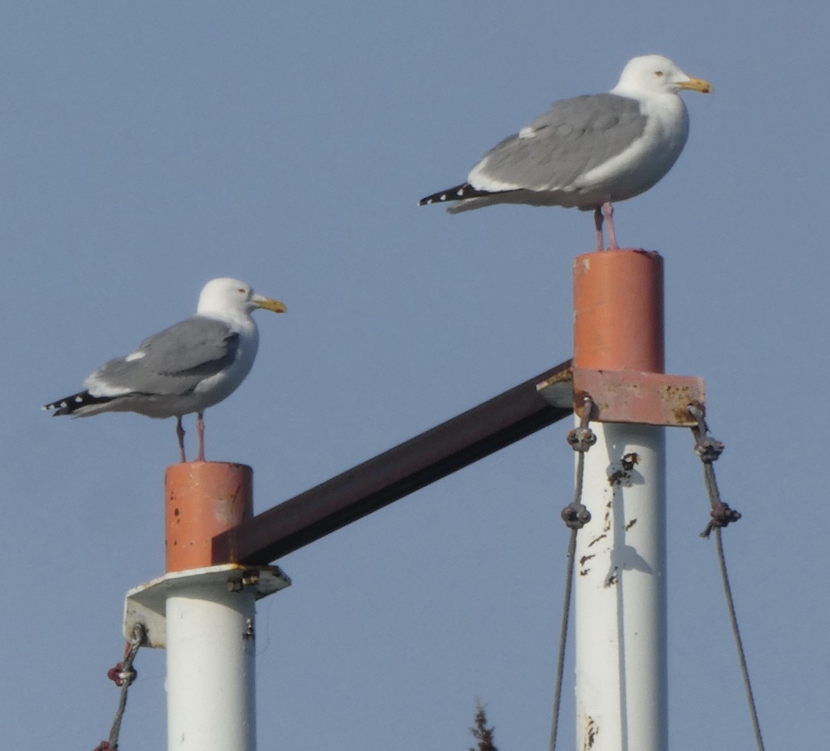 Herring Gull - T A