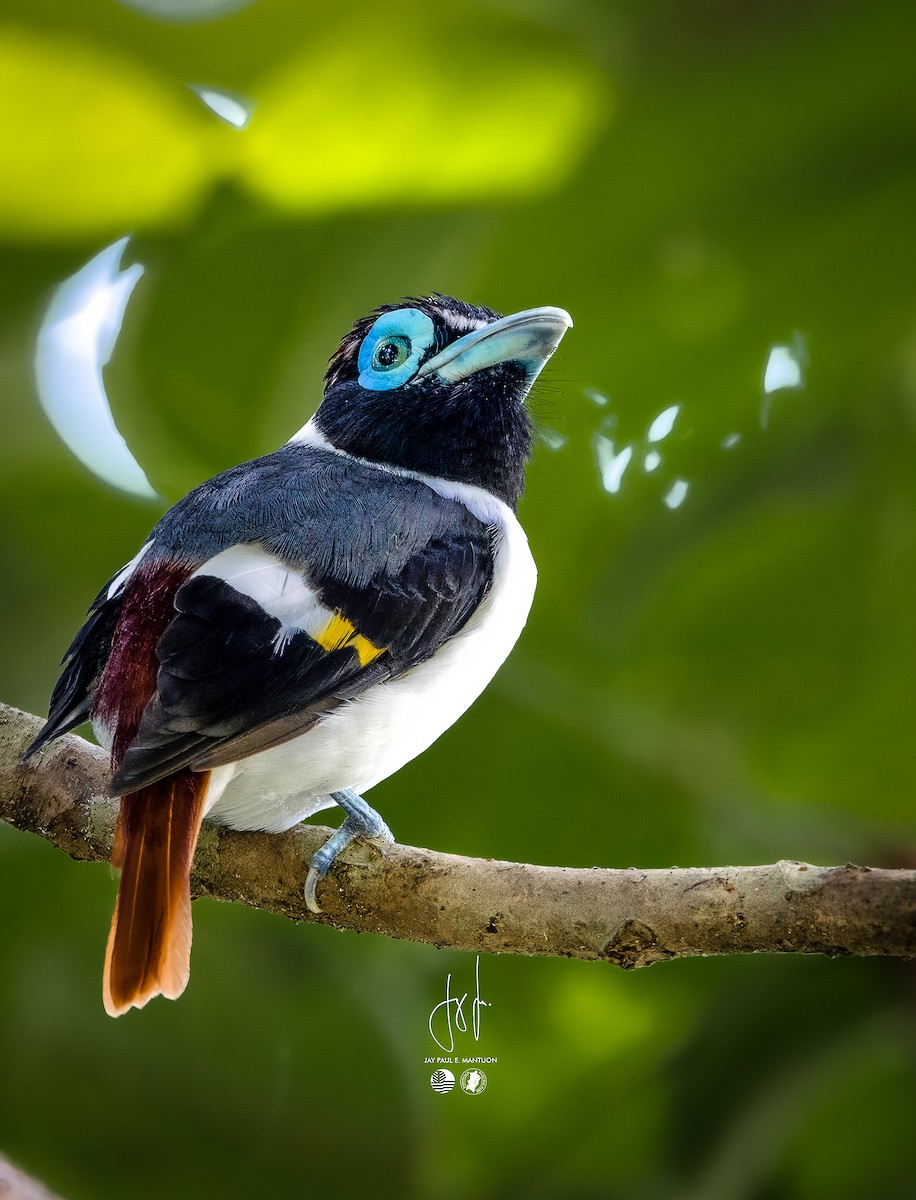 Wattled Broadbill - ML558349101