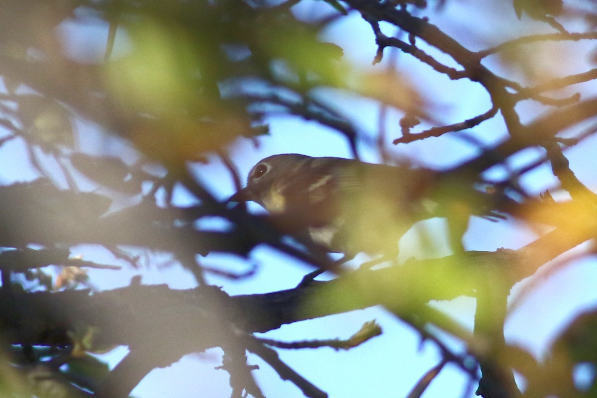 Cassin's Vireo (Cassin's) - ML558349111