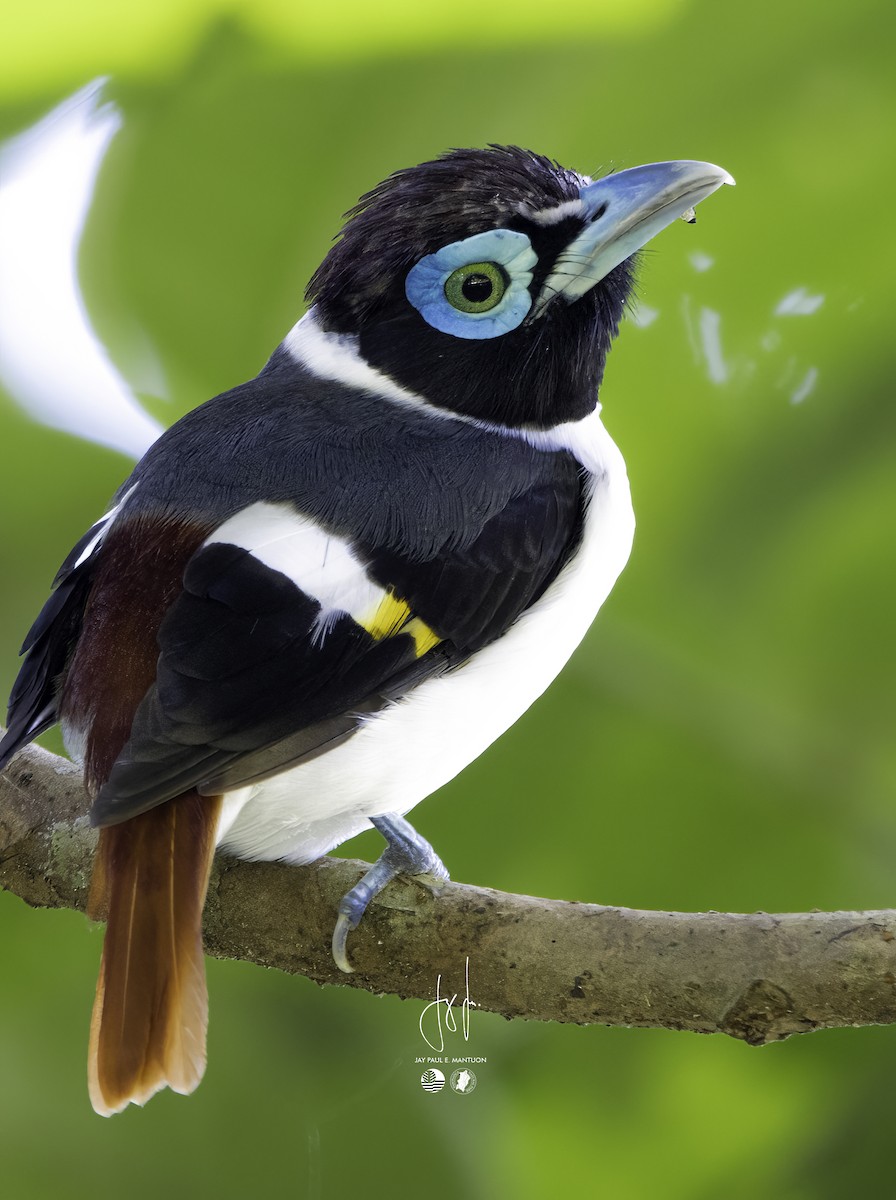 Wattled Broadbill - ML558349161