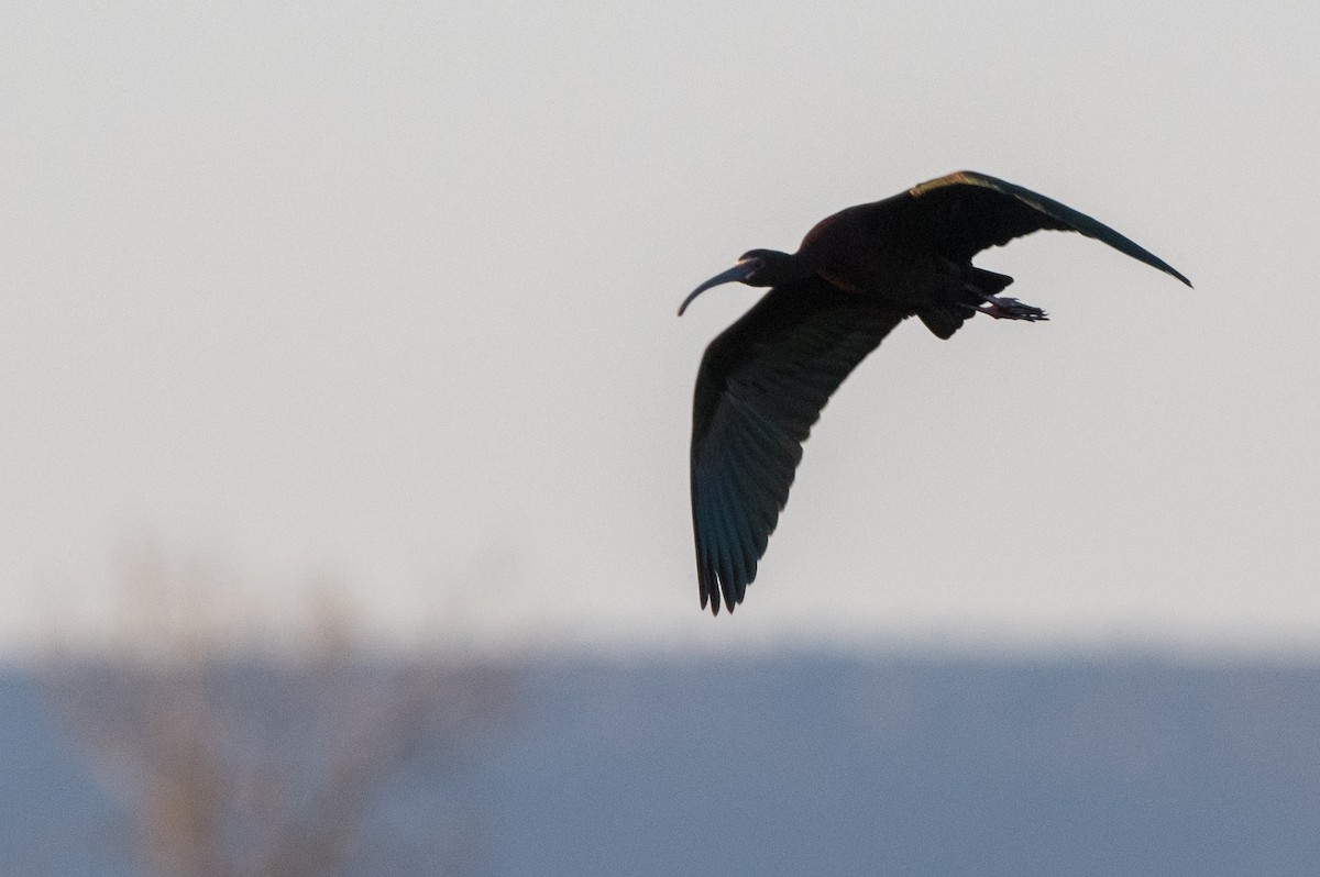 White-faced Ibis - ML558349301