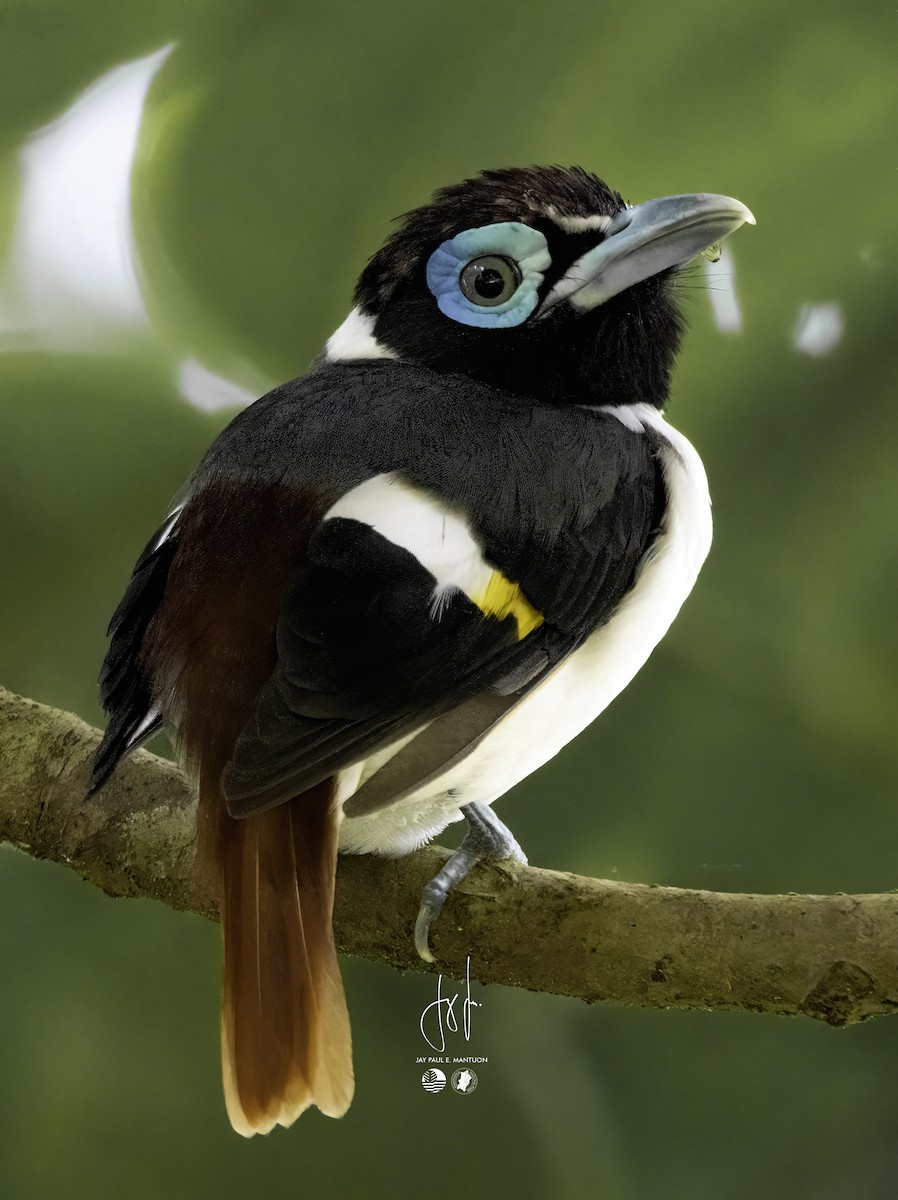 Wattled Broadbill - ML558349481