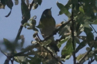 Northern Parula - ML558351001