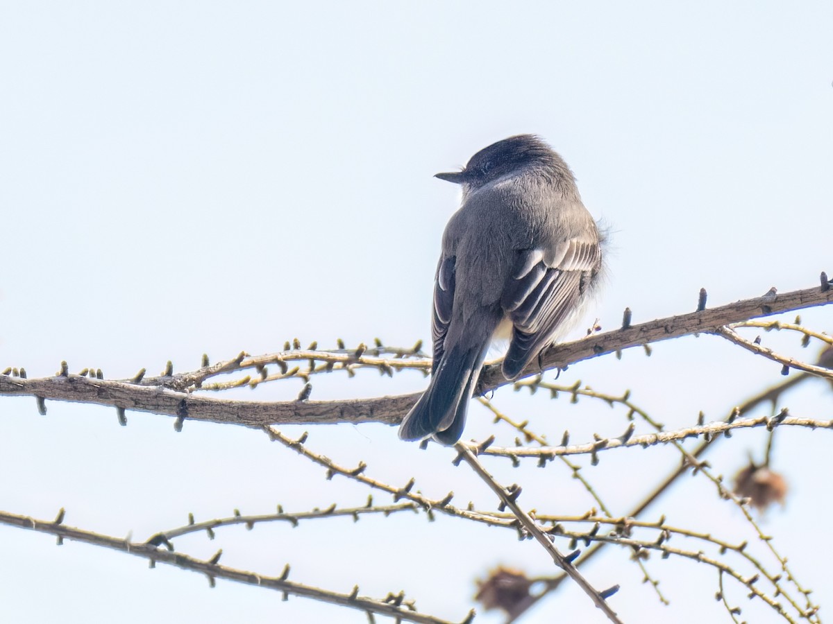 Eastern Phoebe - ML558351251