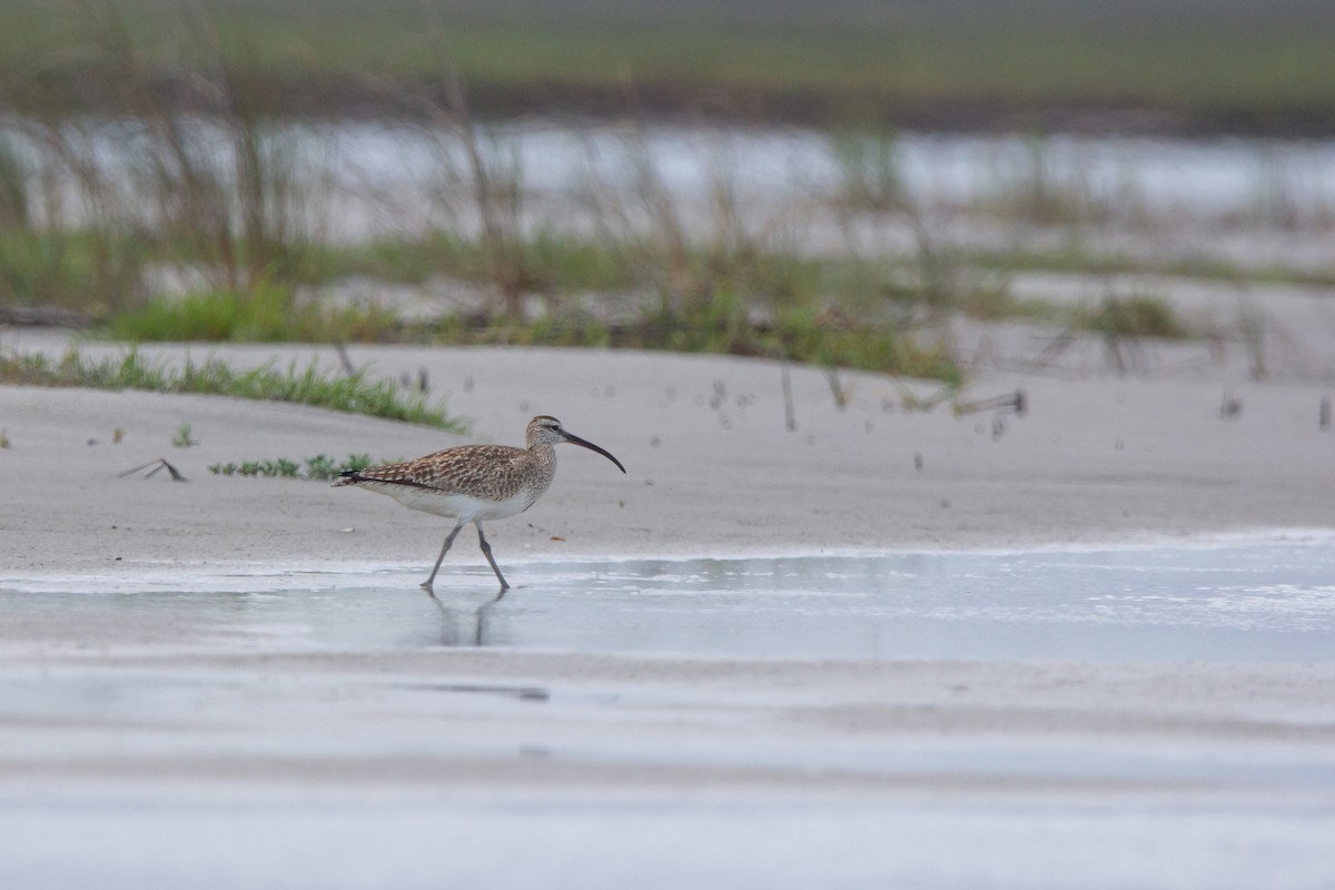 Whimbrel - Serena Pedane