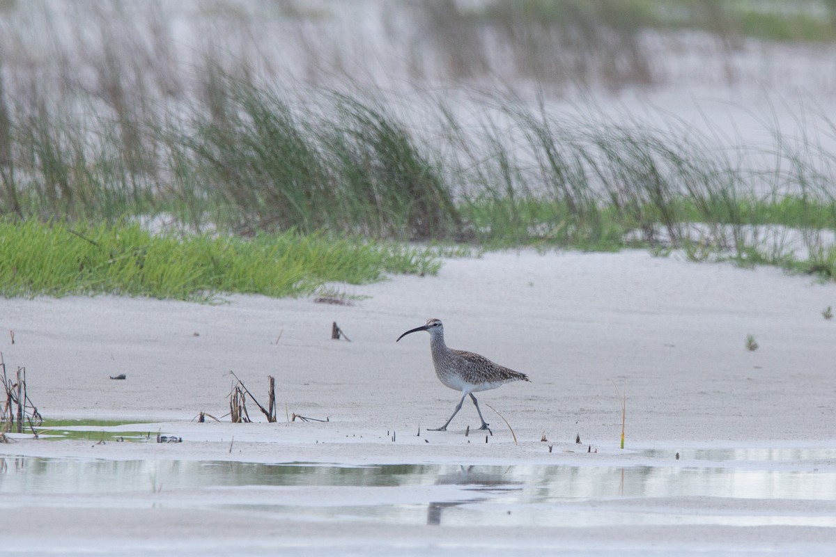 Regenbrachvogel - ML558351341