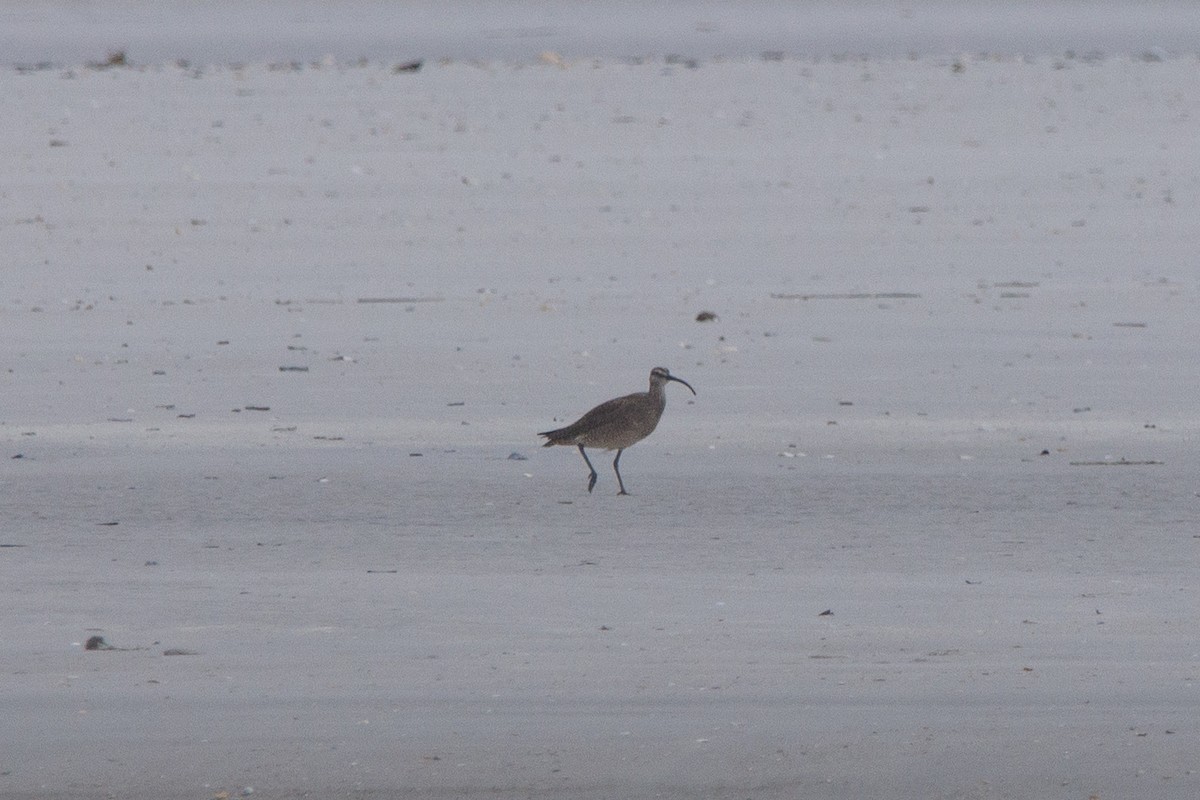 Whimbrel - Serena Pedane