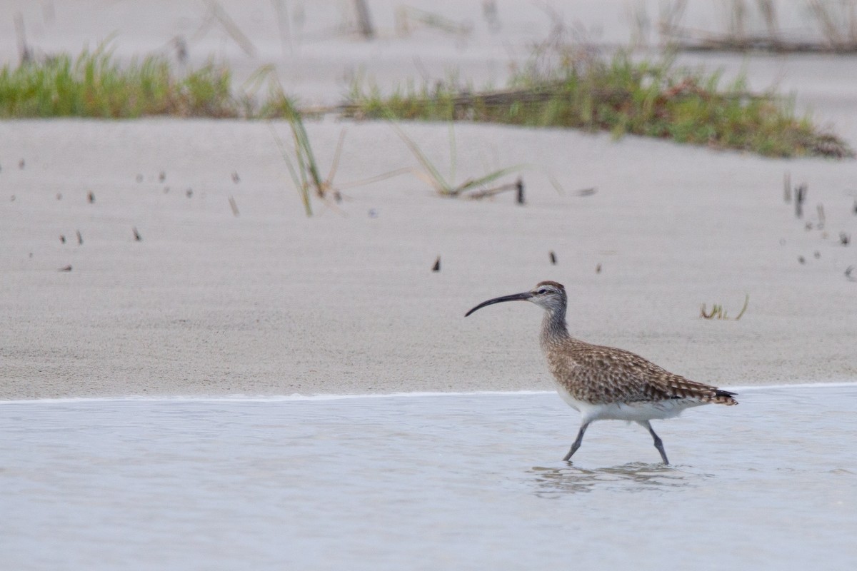 Whimbrel - ML558351361