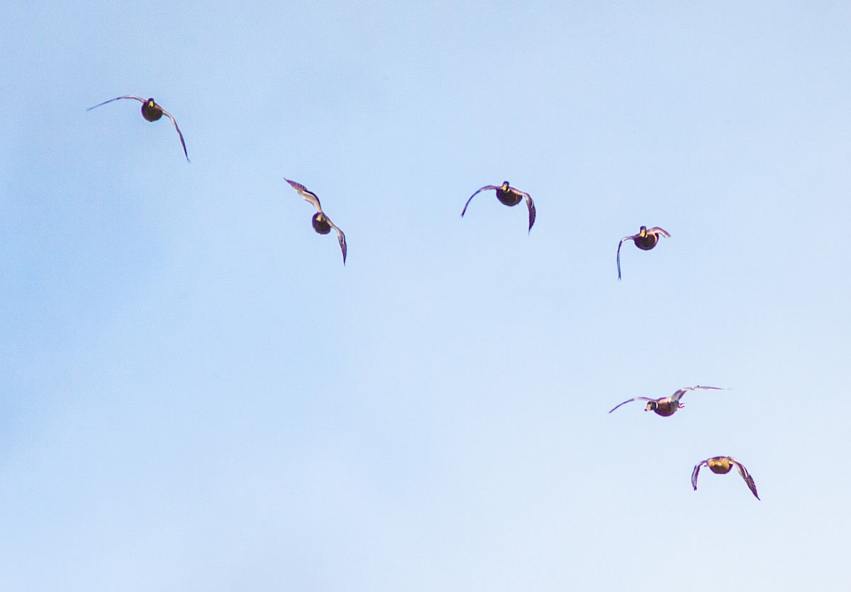 Stockente - ML55835331