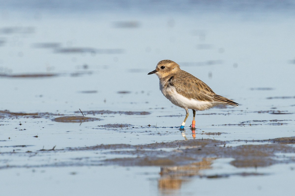 Double-banded Plover - ML558353781