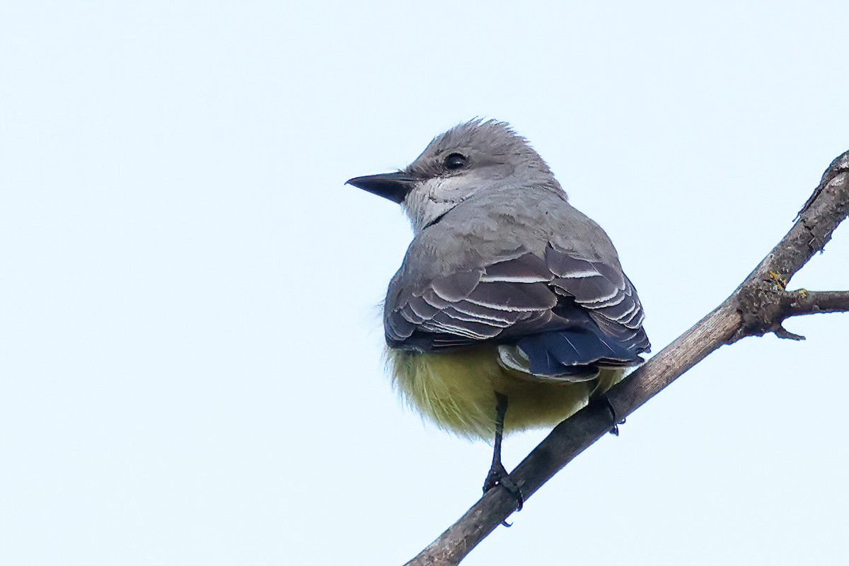 Western Kingbird - ML558353801