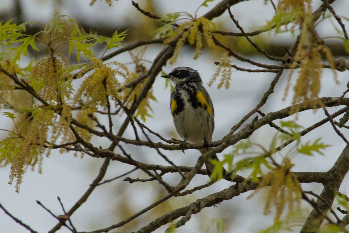 Paruline à croupion jaune - ML558354641