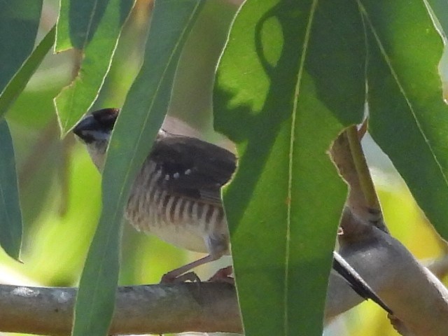 Plum-headed Finch - ML558354791