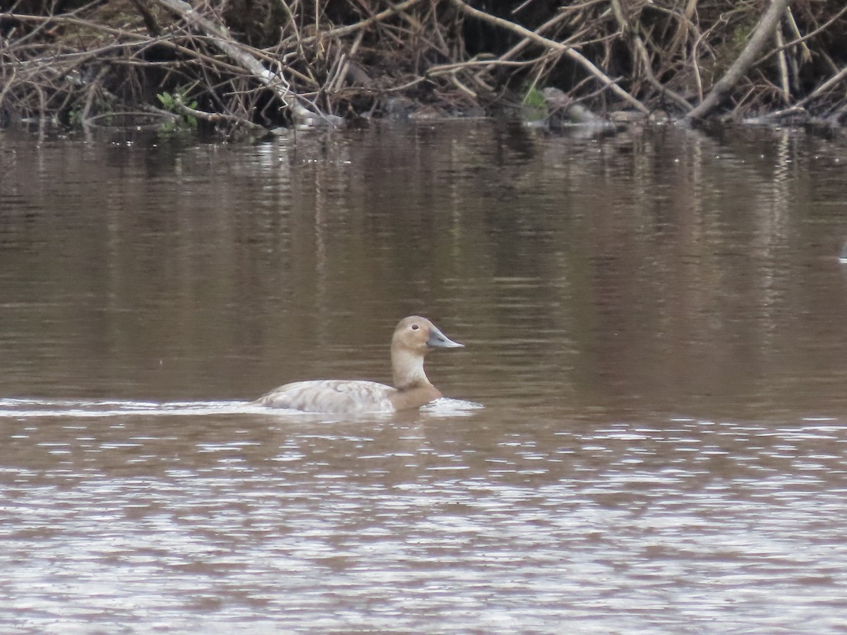 Canvasback - ML558355061