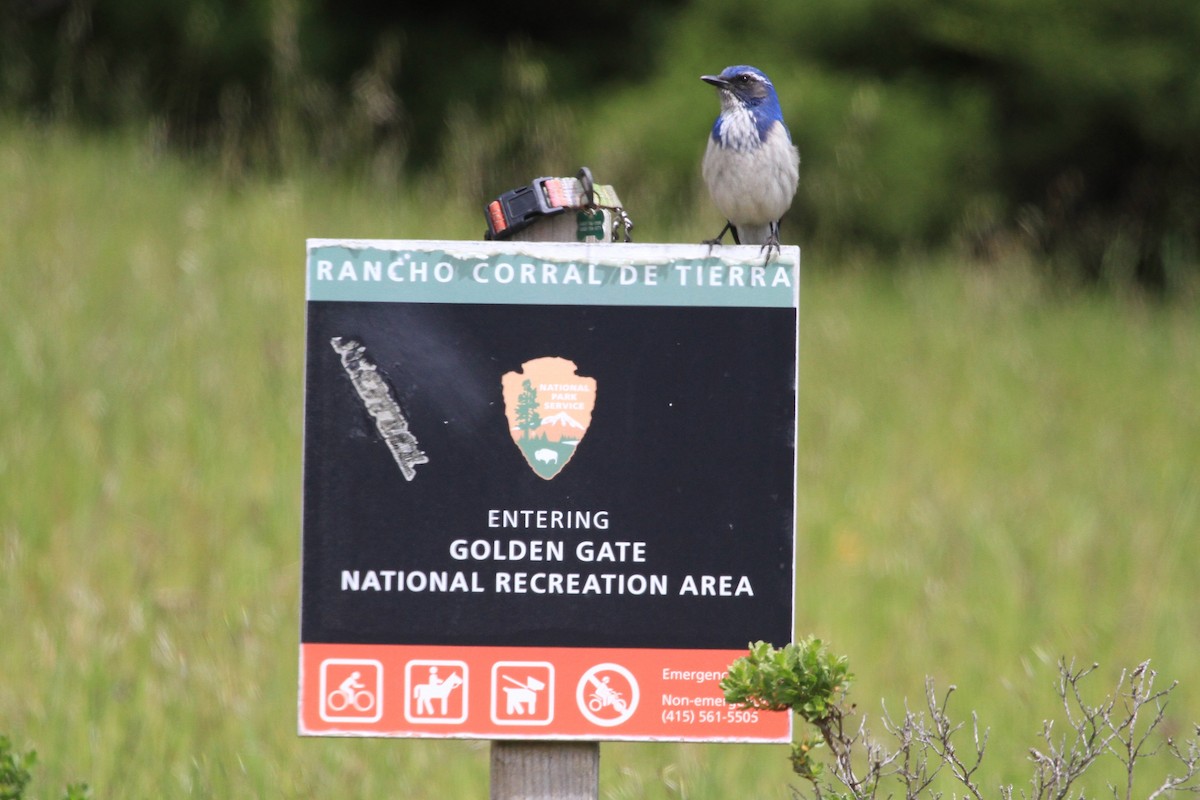 California Scrub-Jay - ML558355071