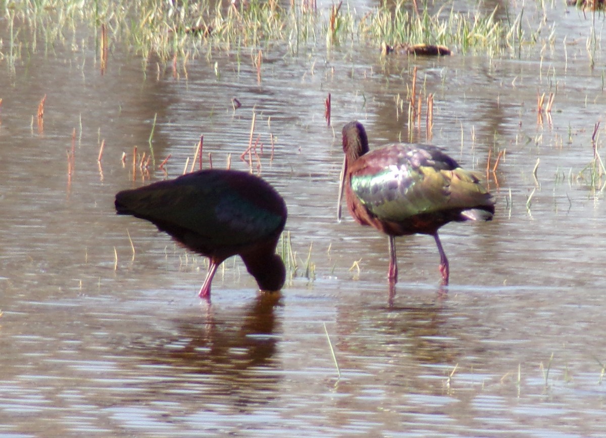 ibis americký - ML558355271